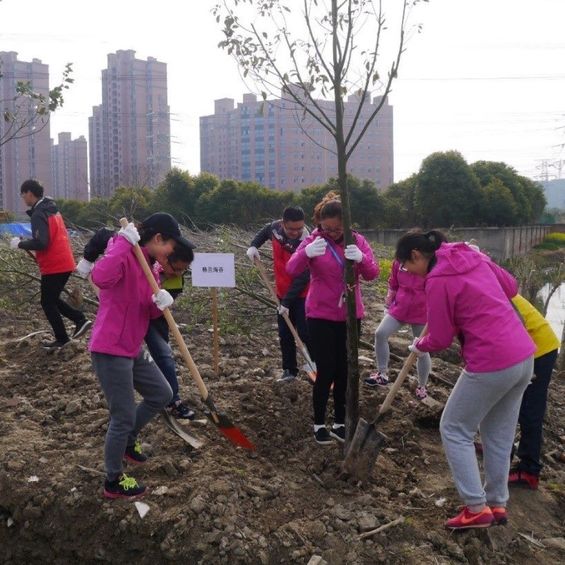 Jsj Impact China Trees 03